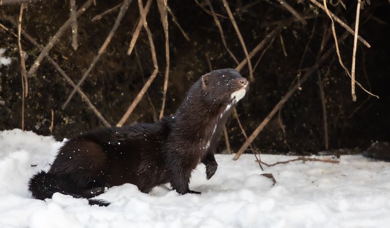 Вынюхивает жертву.photo preview