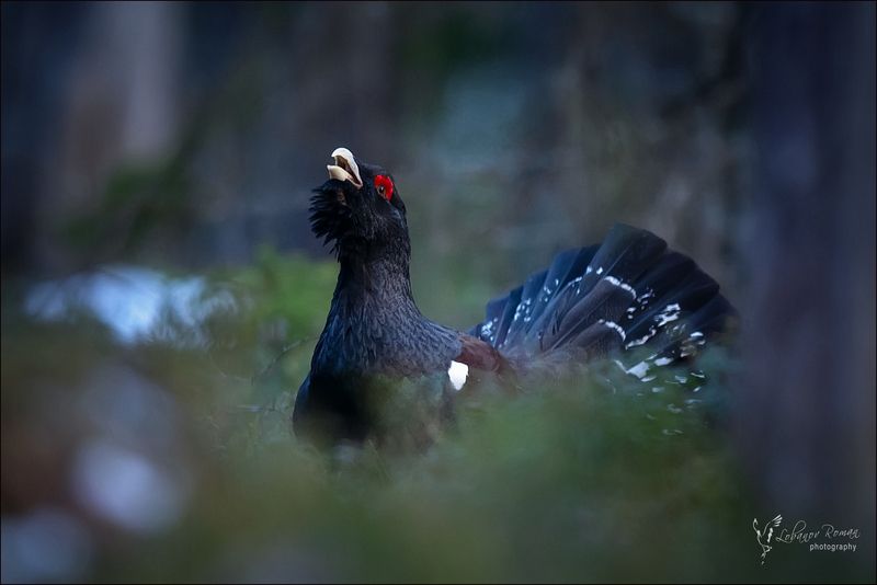 В лунном свете ...  фото превью