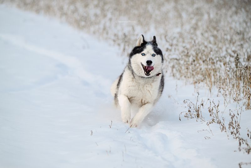 Хаски, собака Снежные скачкиphoto preview
