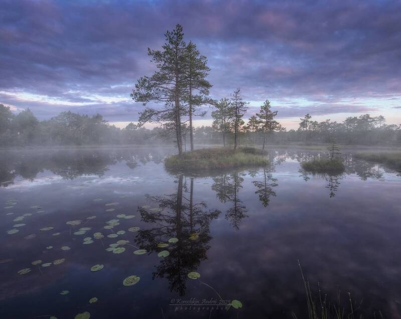 ... жизнь на болотах ...photo preview