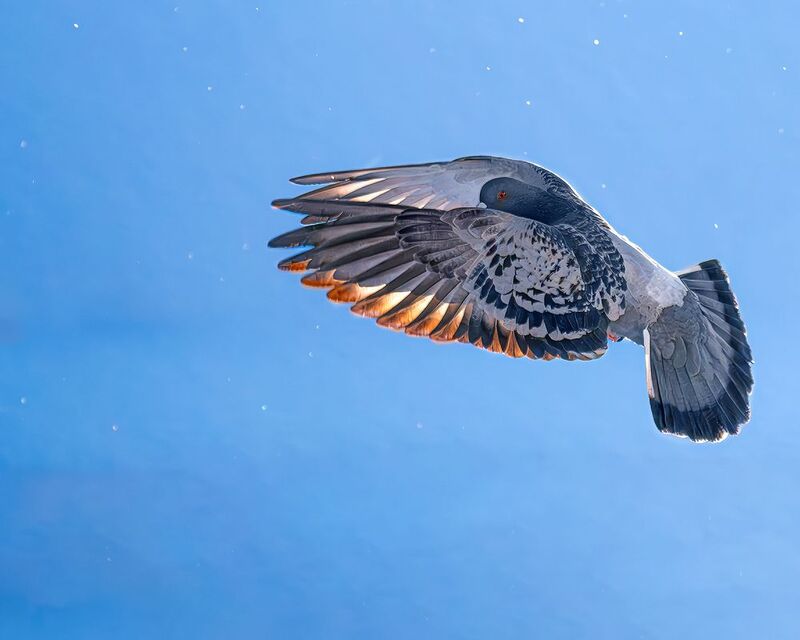 Сизый голубь зима бёрдвотчинг мороз Некогда позировать — дела зовут!photo preview