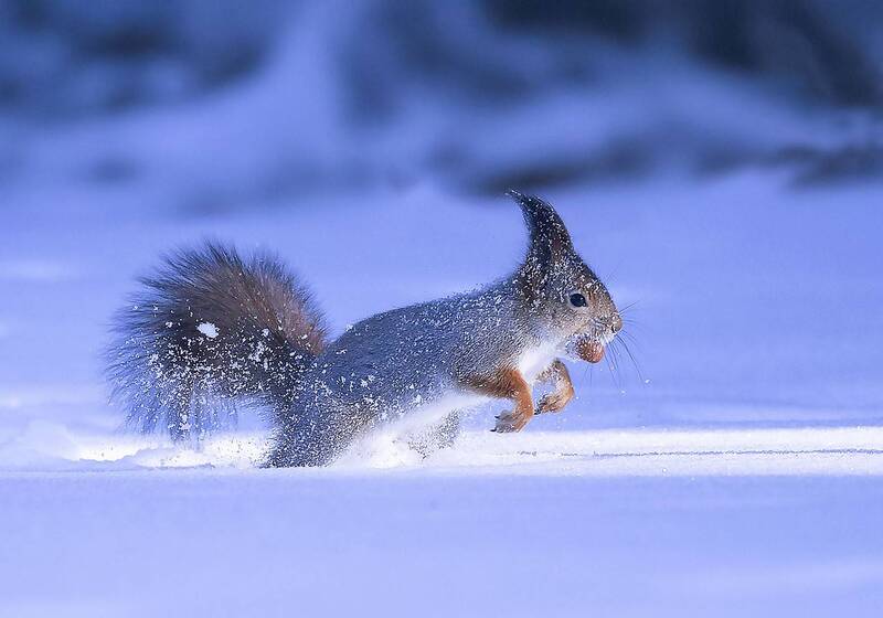 белка,орех,лес,природа, squirrel,nut, beautiful, forest, nature Снежная охотница с добычейphoto preview