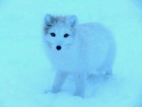 Фото для рассмотрения