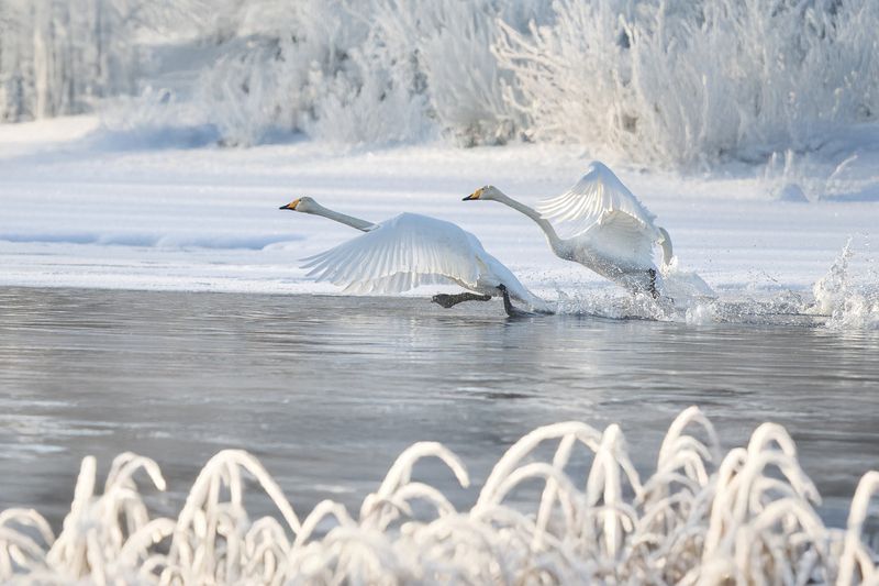 Лебеди в Приозерскеphoto preview