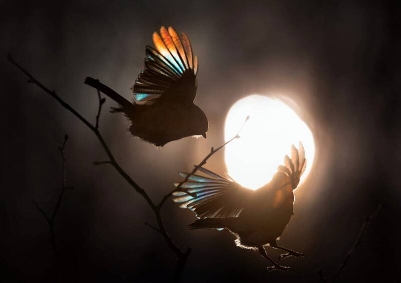 лес, свет, вечер, природа, синица, птицы ***photo preview