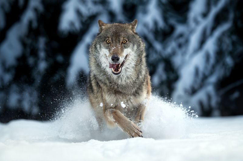 волк, природа, хищник, лес, зима, снег, фотоохота, wildlife, wolf, grey wolf, серый волк, движение, животные Беги в мои объятия!photo preview