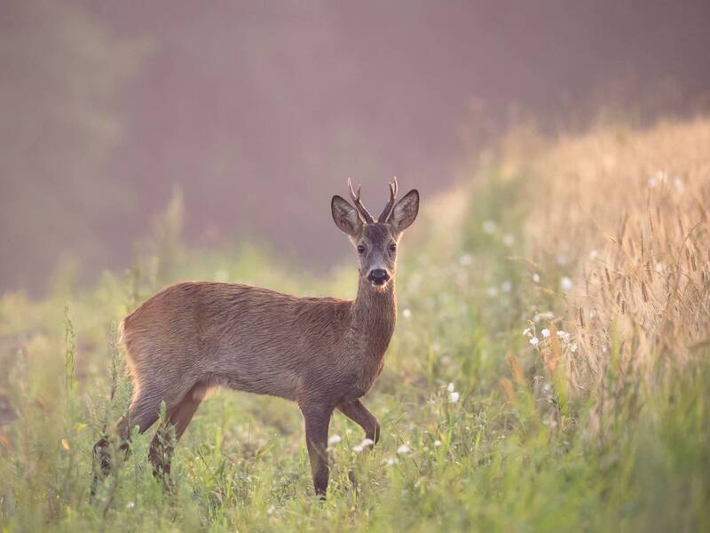 roe deer, косуля, косул Самец косули / Roe deer фото превью