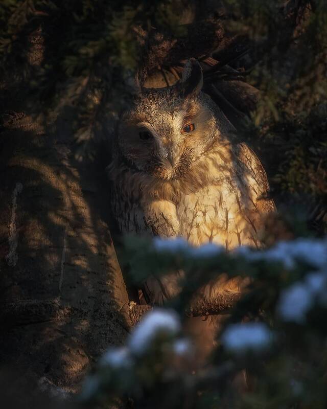 птички ,фотоохота, сова Ушастая соваphoto preview