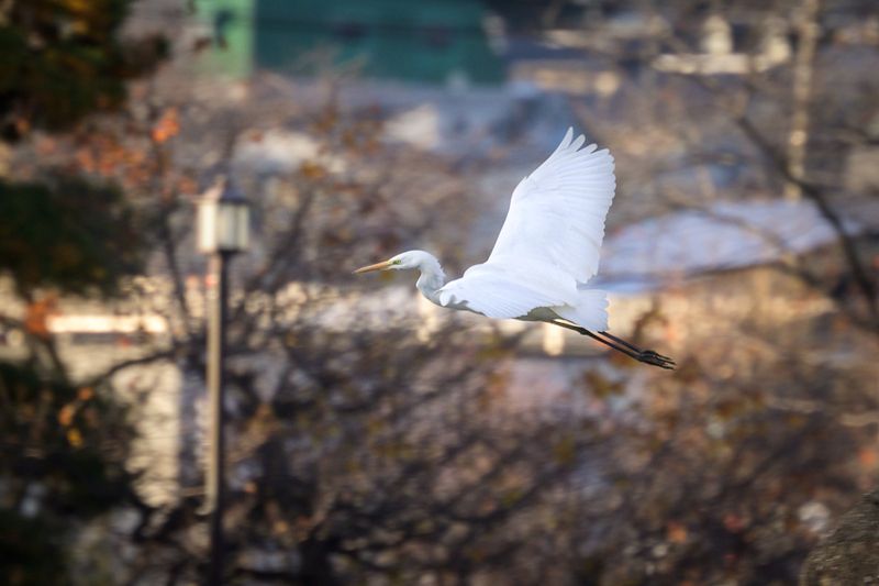 Crane фото превью