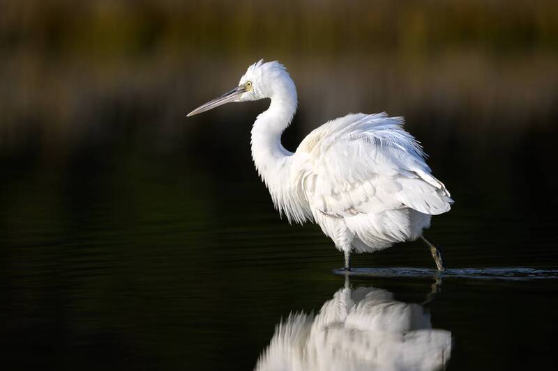птица, фотоохота, цапля, природа, фауна Рифовая цапляphoto preview