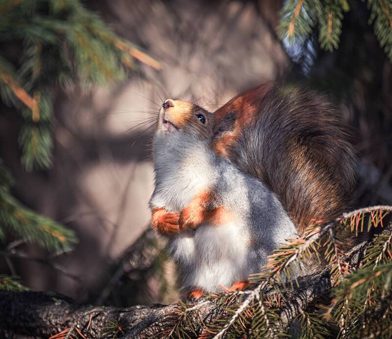 белка, лес, зима, Целуй меня, Солнышко!photo preview