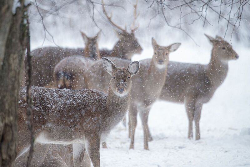 олень, deer, лес, снег, снежинки, forest, snow Пятнистые олени в снегопадphoto preview