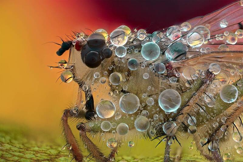 ceclii, macro  фото превью