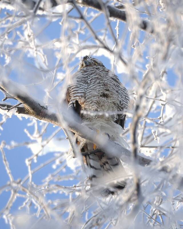 птицы, зима, мороз, фотоохота Ястреб-перепелятник в мороз -30...photo preview