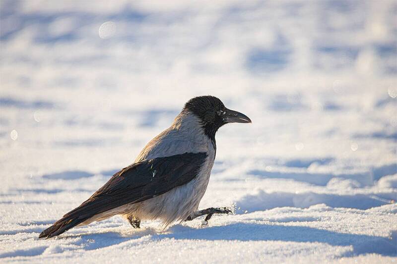 Широко шагая фото превью