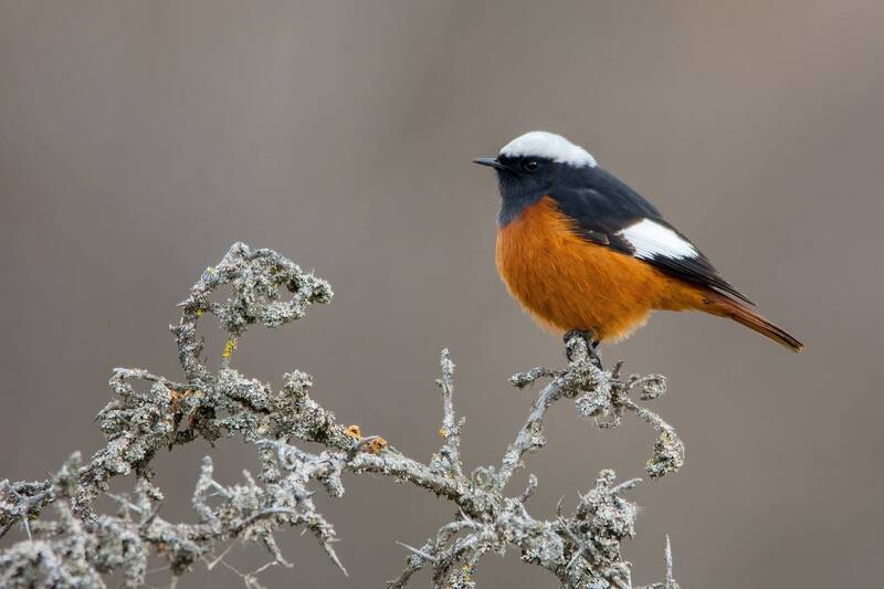 Краснобрюхая горихвостка фото превью