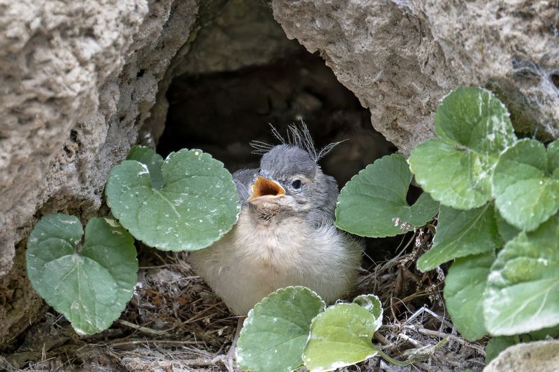 Малюткаphoto preview