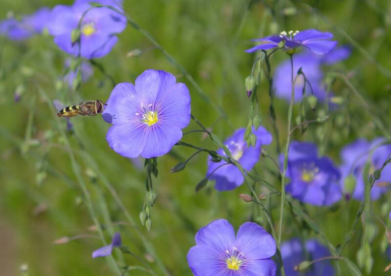 Дачные историиphoto preview