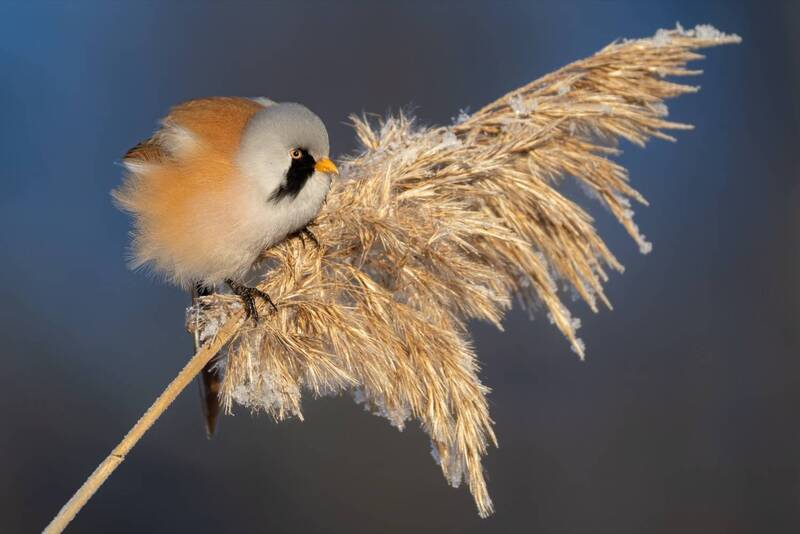 усатая синица, синица, птицы Усатая синицаphoto preview