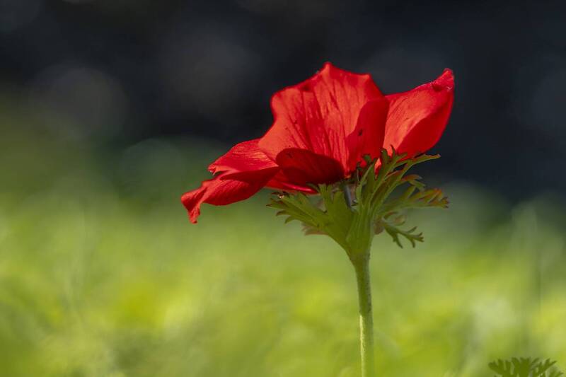 macro, flowers, plants, nature, spring, red, grass flowers фото превью