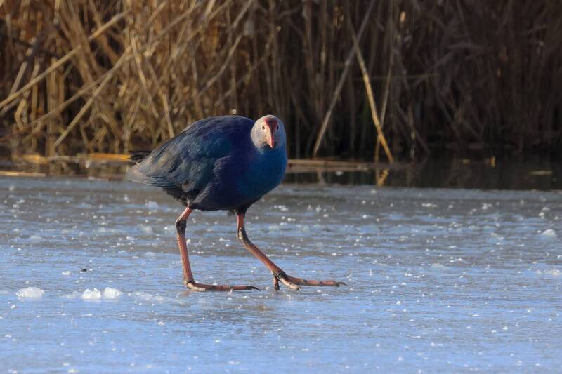 султанки, Султанки..photo preview