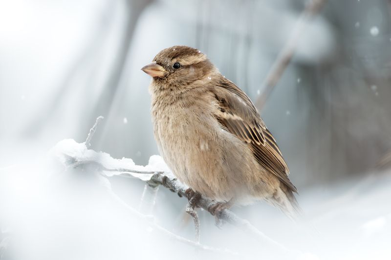 wildlife, birdwatching, nature, bird photography, птица, фотоохота, природа, домовый воробей  Домовый воробейphoto preview