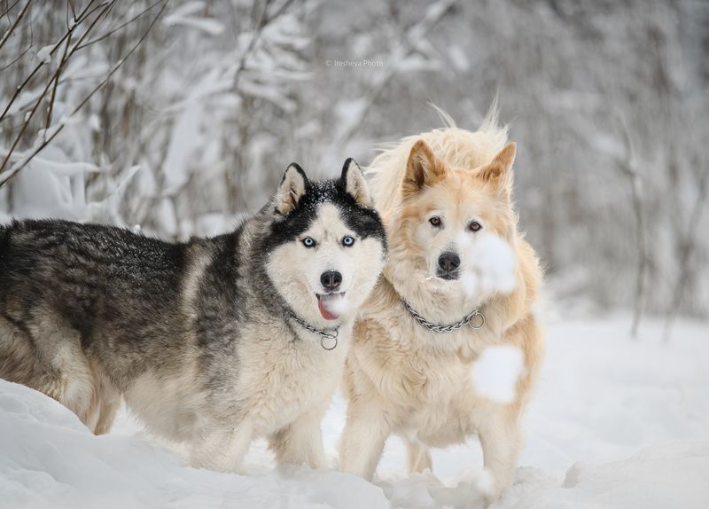 Хаски, собаки Наше 1е января 2026photo preview