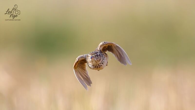 Indochinese Bushlark.photo preview