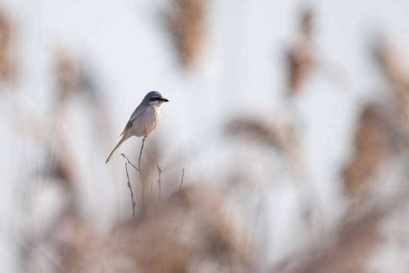 серый сорокопут, сорокопут, птицы Серый сорокопут высматривает жертвуphoto preview