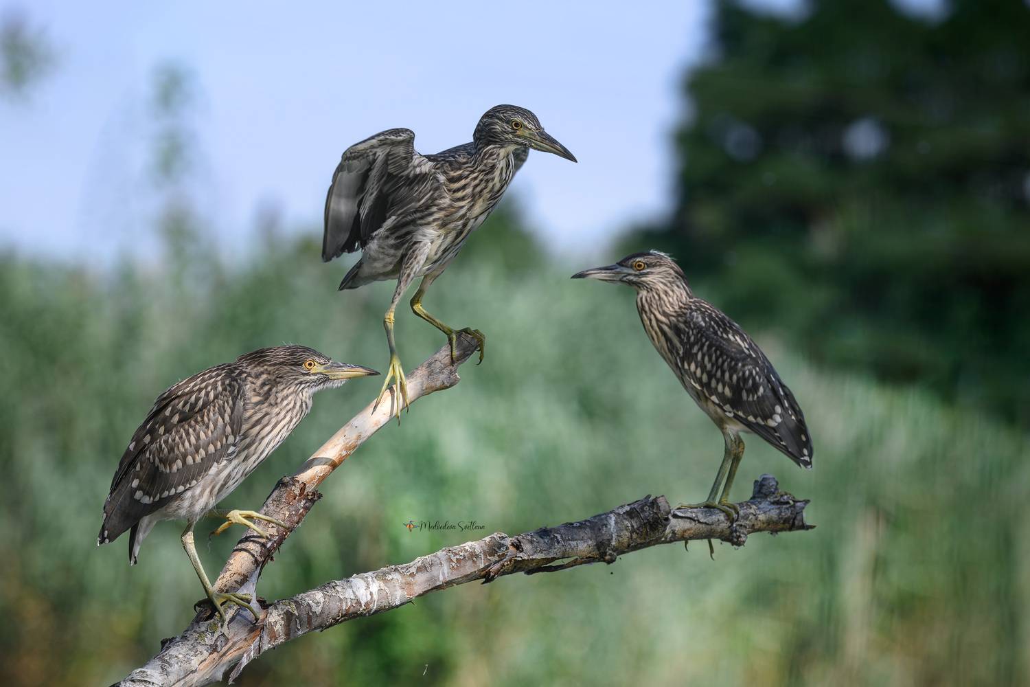 фотоохота, птица, кваква, цапля, Медведева Светлана
