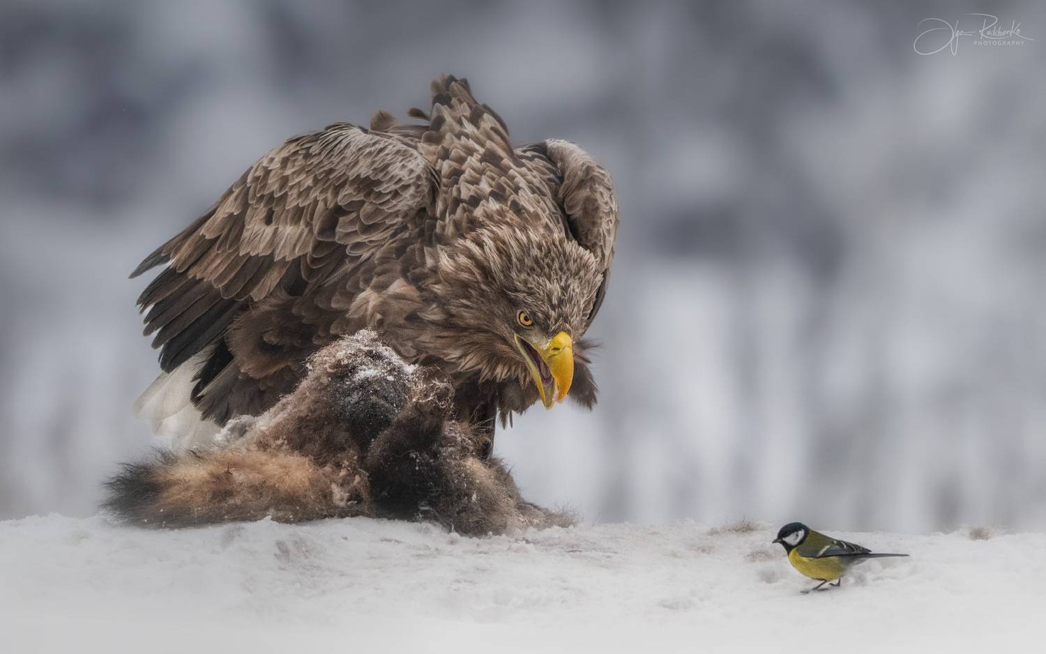 орлан, орлан-белохвост, птица, хищник, беларусь, красный бор, eagle, white-tailed eagle, синица, birds, bird, зима, Рудченко Ольга