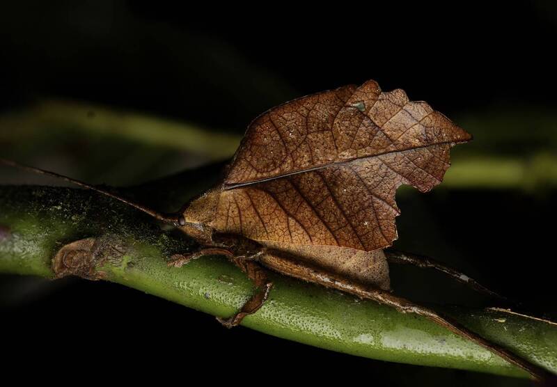 costa rica Dead leaf katydidphoto preview