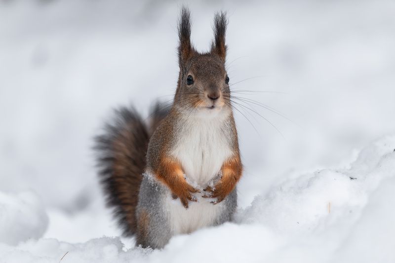 санкт-петербург, питер, природа, зима, природа России В ожидании угощения фото превью