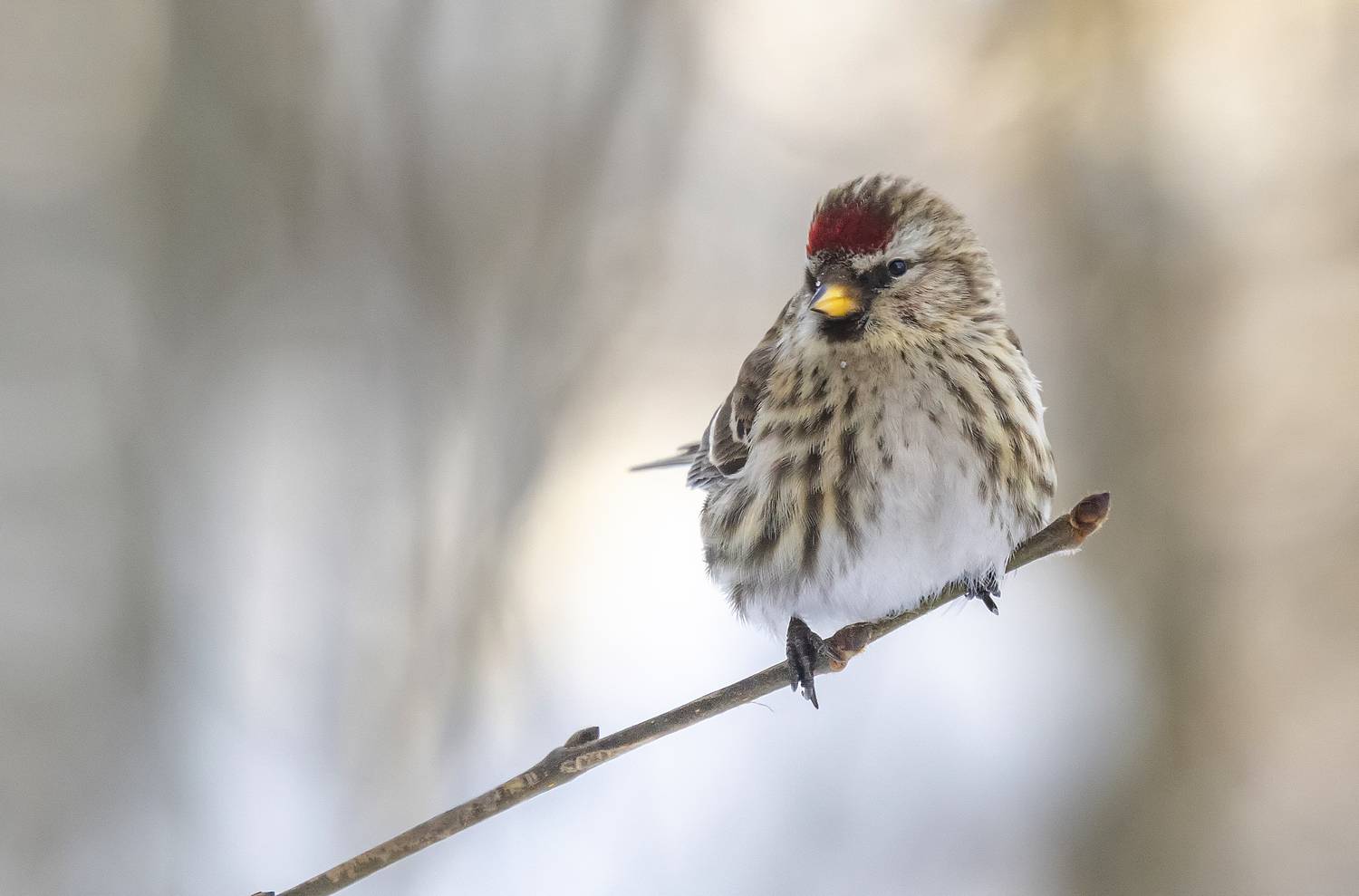 птицы, чечётка, зима, парк, Широких Александр