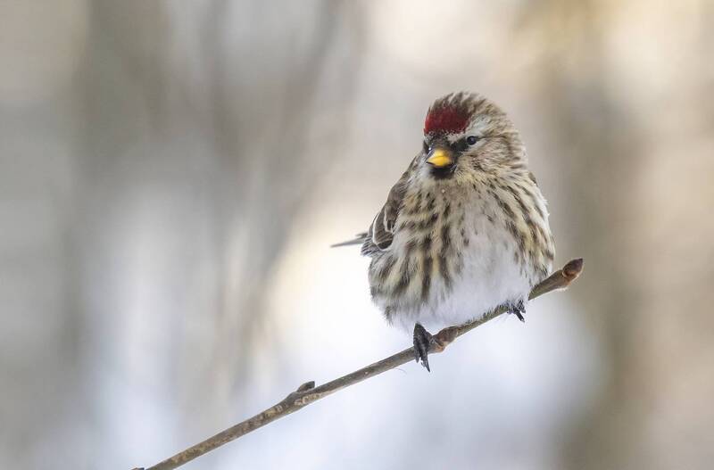птицы, чечётка, зима, парк Чечётка на ветке фото превью
