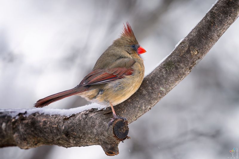 Female Northern Cardinal  фото превью