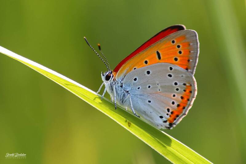 Butterflyphoto preview