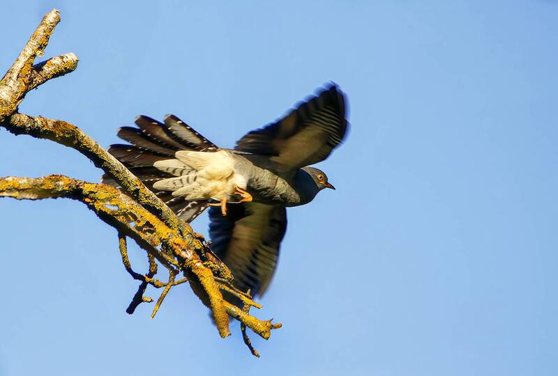 кукушка, обыкновенная кукушка, cuculus canorus Полетевшая кукуха фото превью