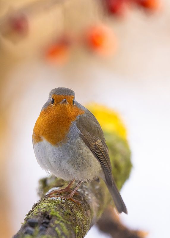 Robin фото превью