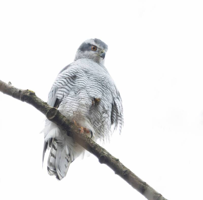 Ястреб-тетеревятник (Astur gentilis). фото превью