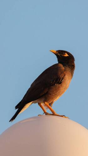 Our friends the birds