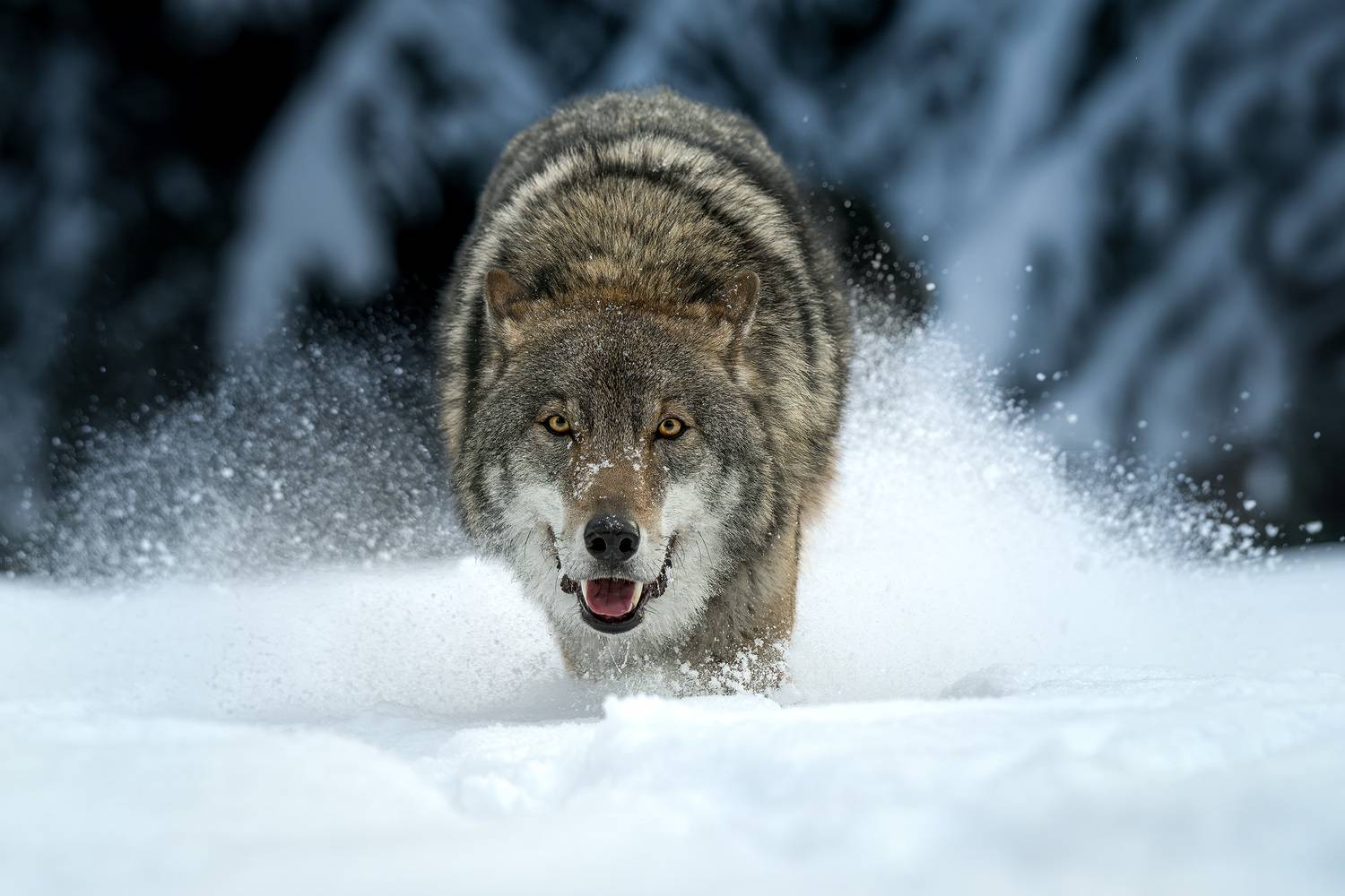 волк, природа, хищник, лес, зима, снег, фотоохота, wildlife, wolf, grey wolf, серый волк, движение, животные, Михаил Ездаков