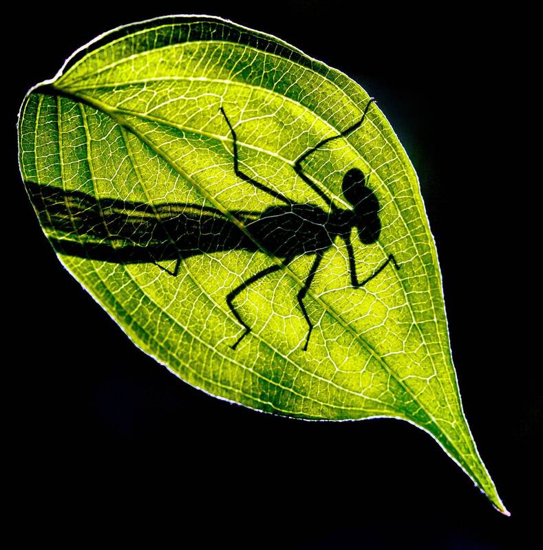 Силуэтphoto preview