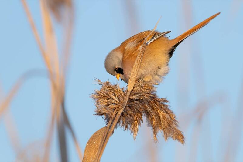 усатая синица, синица, птицы photo preview