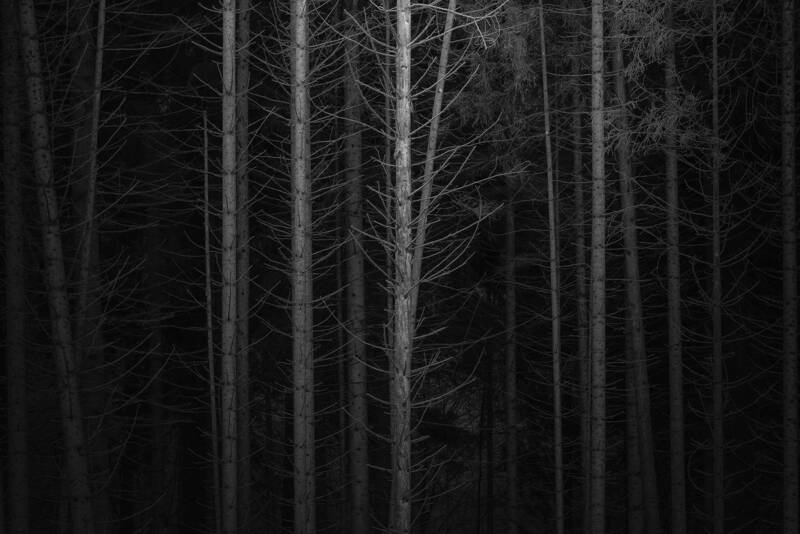Foreverdark Woodsphoto preview