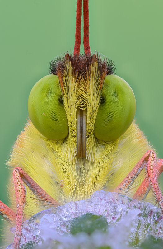 macrophotography Face to facephoto preview