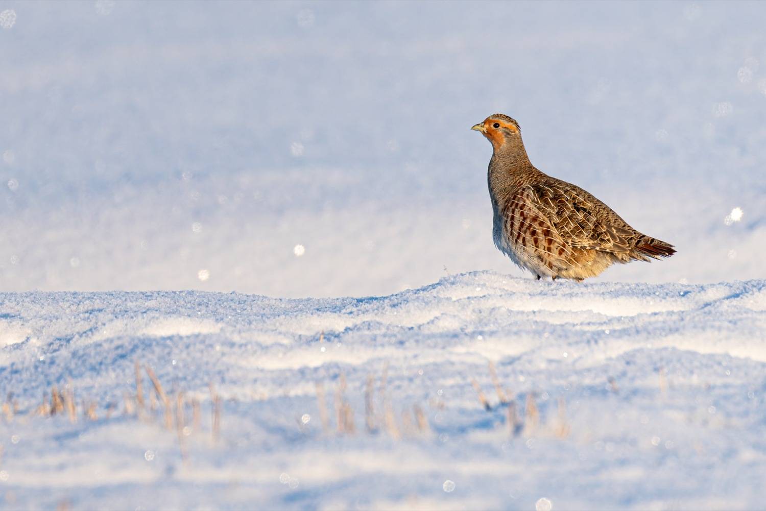 серая куропатка, куропатка, птицы, Ruslan Pl