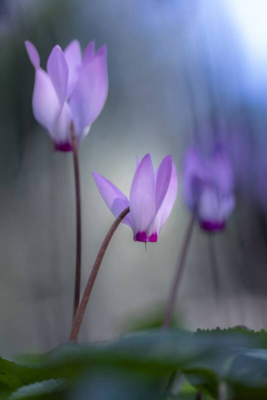 macro, flowers, plants, nature, spring, red, grass cyclamen flowersphoto preview