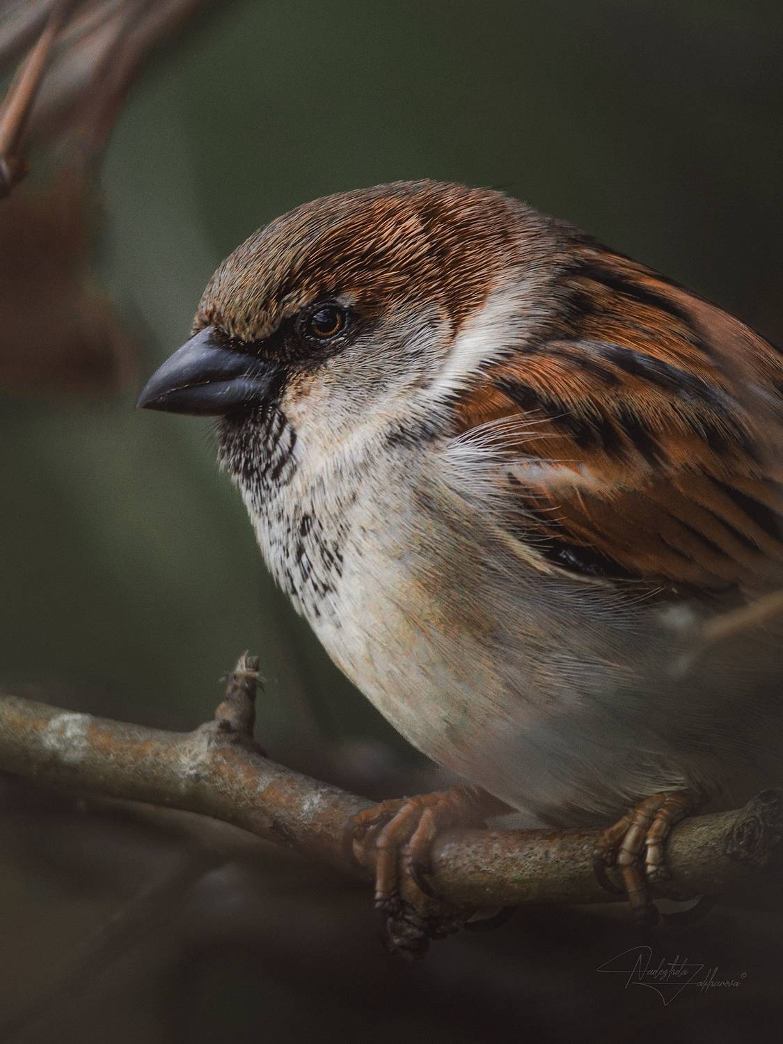 наблюдения за птицами, воробьи, воробей, воробей домовой, птицы, портреты птиц, эмоции, зима, февраль2026, Nadezhda Zakharova