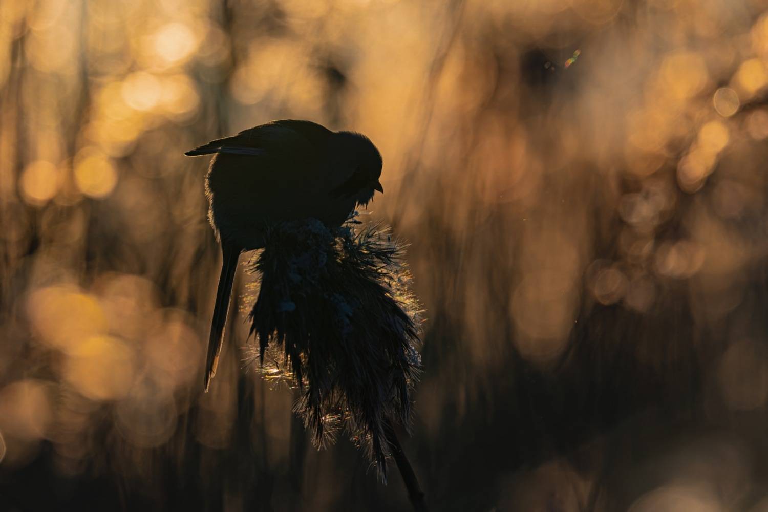 усатая синица, синица, птицы, закат, силуэт, Ruslan Pl